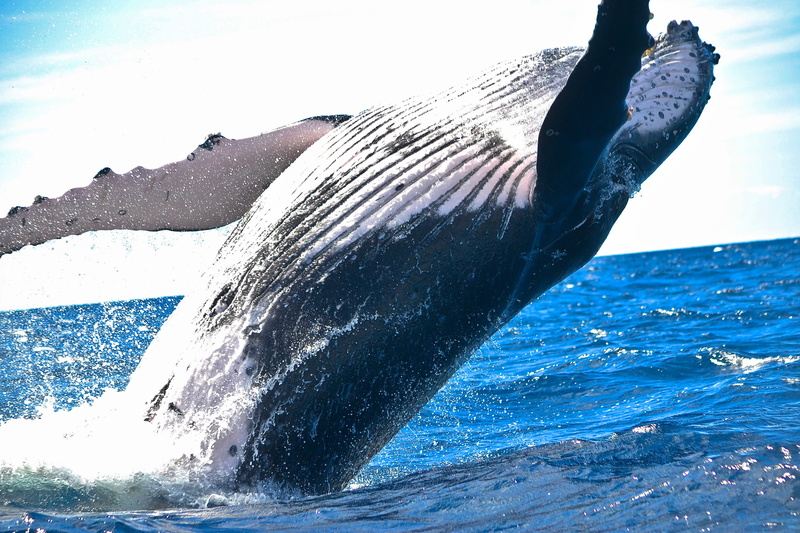 jumping, sea Life, humpback Whale, fin, black, one animal, no people, nature, sperm, splashing, animal Fin, animals in the wild, mammal, aquatic mammal
