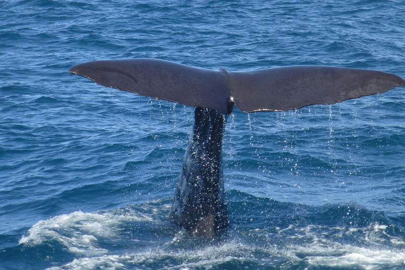 animals in the wild, nature, mammal, one animal, swimming, water, humpback whale, tail fin, dive, splashing, no people, marine, sperm whale, sea life, fluke