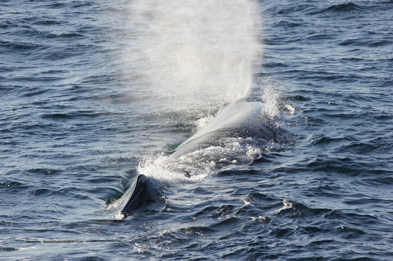underwater, whale, sea, motion, arctic circle, sperm whale emits air, animals in the wild, waterfront, animal wildlife, beauty in nature, norway, water