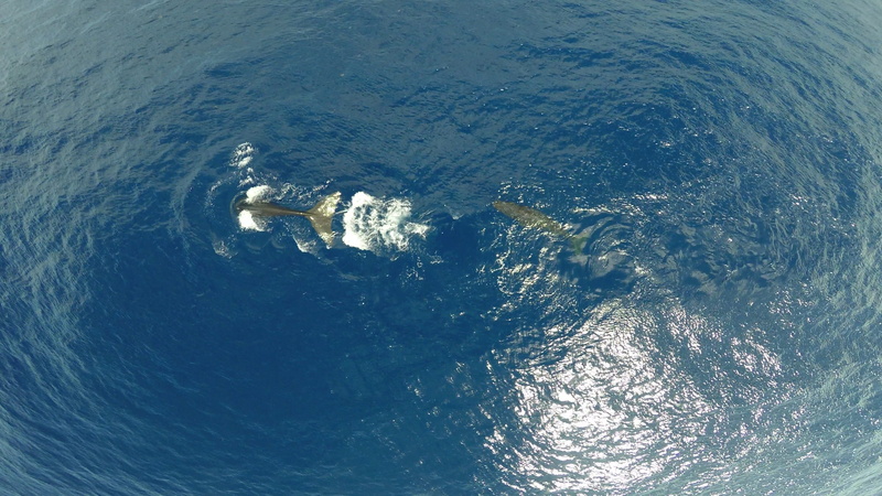 leisure activity, no people, nautical vessel, day, outdoors, Diving, travel, Cetacean, Sperm Whale, nature, scenics - nature, waterfront, planet earth