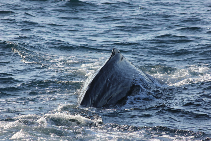no people, nature, diving, animal, animal themes, underwater, sperm whale back, norwegian sea, waterfront, day, water, lofoten, marine, beauty in nature