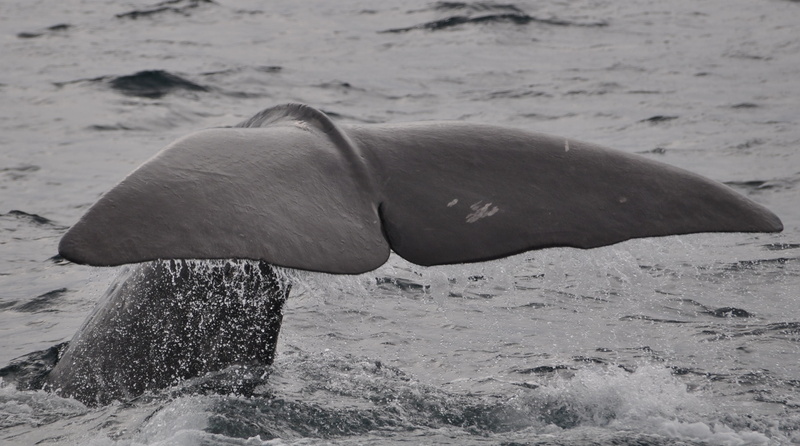 norway, 2K, sea, gray, sea life, aquatic mammal, water, large, fin, wal, animals in the wild, mammal, no people, vertebrate, body, beach, diving, underwater