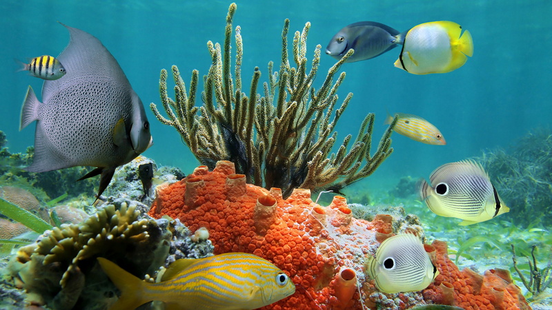 4K, animal, vertebrate, animal wildlife, no people, underwater coral reef scenery background, undersea, underwater, marine, invertebrate, nature, animals in the wild