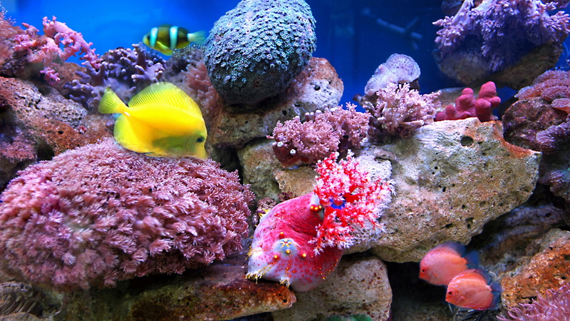ecosystem, animal wildlife, undersea, water, marine, invertebrate, pink color, vertebrate, beauty in nature, sea life, picture of coral reefs download