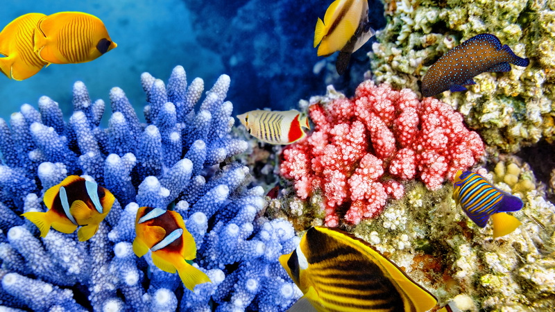 ecosystem, fish, animal, vertebrate, sea life, no people, animal themes, nature, invertebrate, cool coral reef picture, sea, animals in the wild, beauty in nature