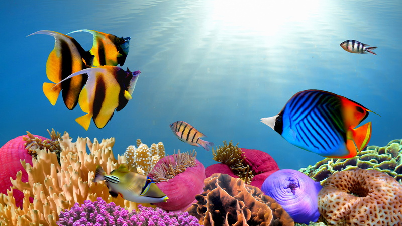 animal themes, group of animals, animal wildlife, marine, multi colored, animal, no people, water, coral, ecosystem, vertebrate, undersea, fish, swimming