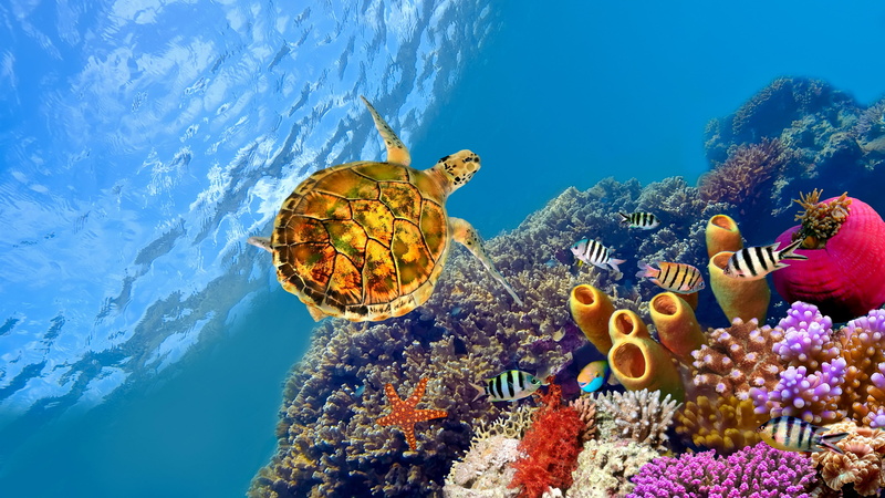 coral, water, invertebrate, nature, hd coral reef pictures with turtle, group of animals, 4K, swimming, animal themes, animal wildlife, animals in the wild
