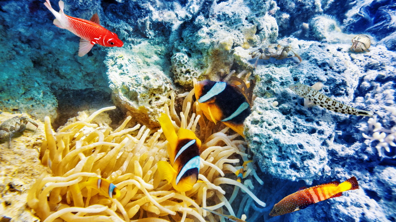 underwater, animals in the wild, vertebrate, invertebrate, no people, animal themes, swimming, 4K, fish, beauty in nature, water, nature, animal wildlife