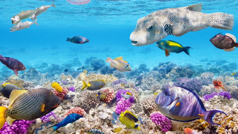water, swimming, sea, hd coral reef picture photo, group of animals, no people, marine, school of fish, multi colored, 4K, fish, sea life, coral, invertebrate