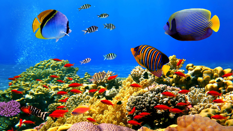 coral, invertebrate, group of animals, no people, beautiful coral reef, underwater, animal, swimming, vertebrate, marine, animal themes, 4K, multi colored