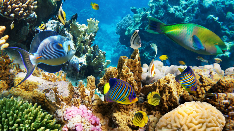 sea, ecosystem, 4K, coral, animals in the wild, water, animal themes, group of animals, swimming, no people, coral reef, undersea, sea life, marine, vertebrate