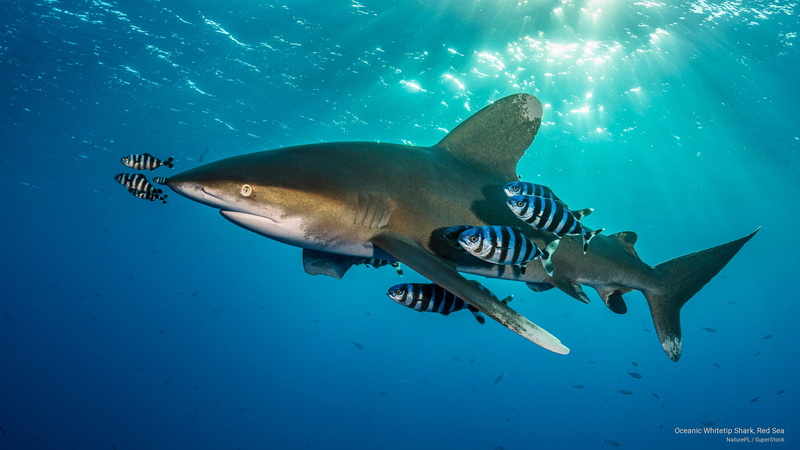whitetip, Ocean Life, sea, 2K, oceanic, red, shark