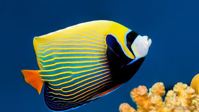 angelfish, emperor, Ocean Life, barrier, great, australia, reef, 2K