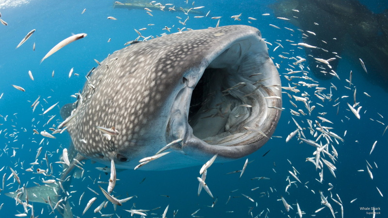 2K, whale, Ocean Life, shark