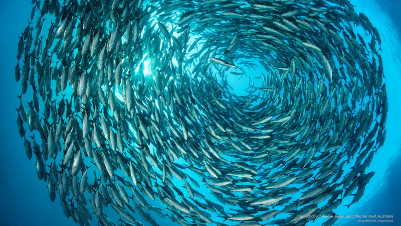 Ocean Life, barrier, bigeye, reef, jacks, australia, great, large, school, 2K