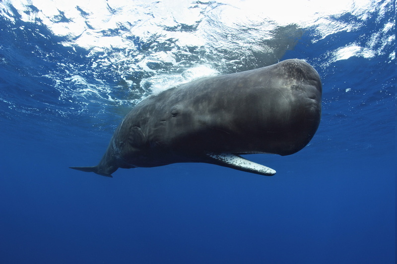 Whale, sea, nature, animals, animal themes, outdoors, Sperm Whale, one animal, swimming, sea life, animal, aquatic mammal, animal wildlife, water, blue