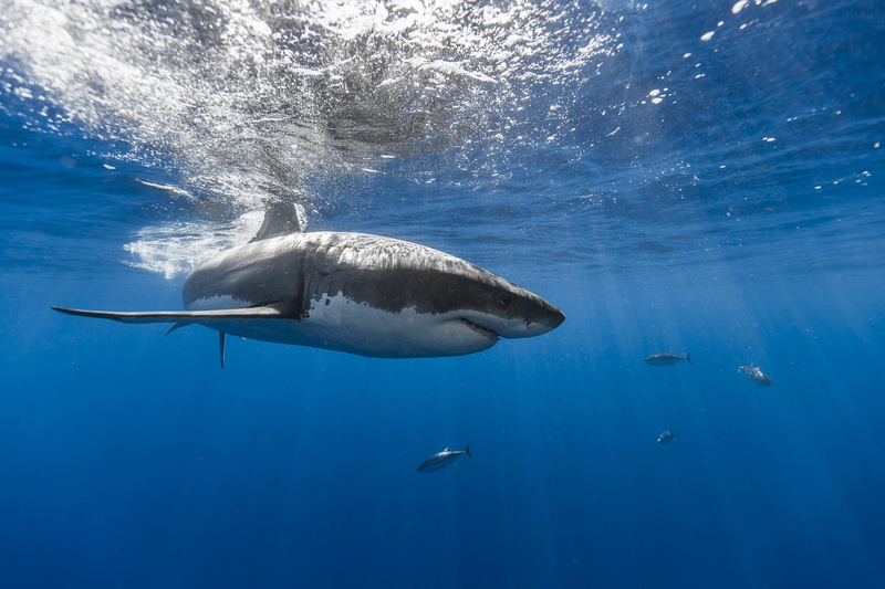 animals in the wild, body, animal, no people, vertebrate, blue, undersea, one animal, motion, shark, 2K, underwater, swimming, animals, sea, underwater diving