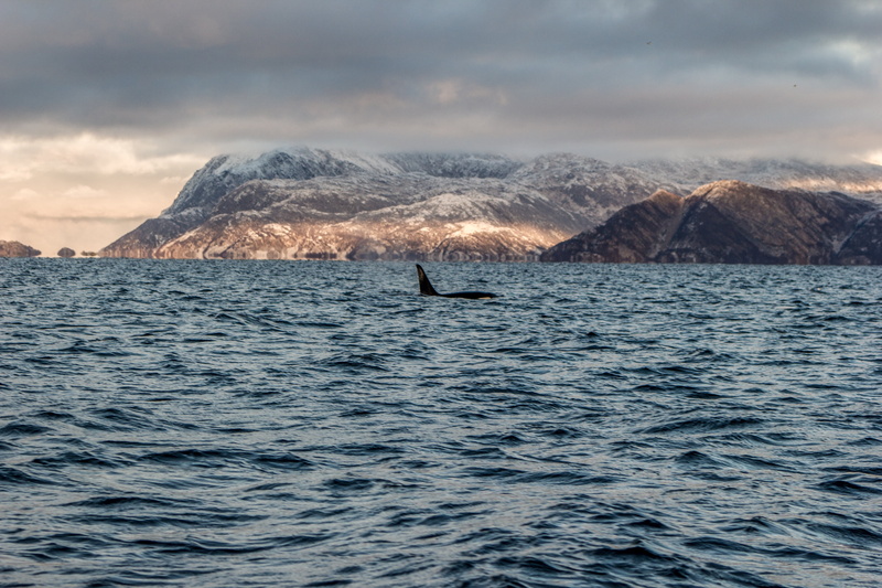 tranquility, sea, beauty in nature, killer whale, whale, cloud - sky, 4K, dolphin, marine, water, safari, scenics - nature, mountain, animals in the wild