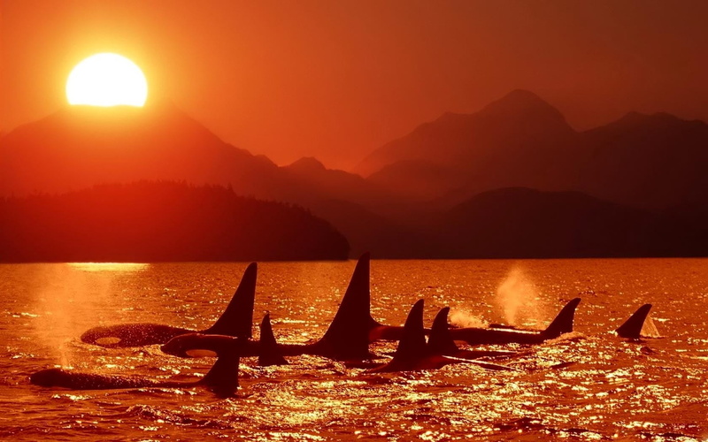outdoors, back Lit, sky, lake, sun, tranquility, silhouette, golden, hour, summer, mountain range, sunlight, scenics, scenics - nature, no people, killer whales