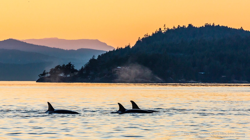 british, whales, saturna, killer, island, Ocean Life, haro, 2K, columbia, strait