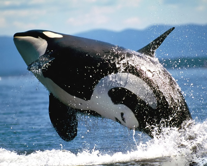 dolphin, seawolf, x, family, killer, animals, 720P, blackfish, dolphins, art, hd, whale