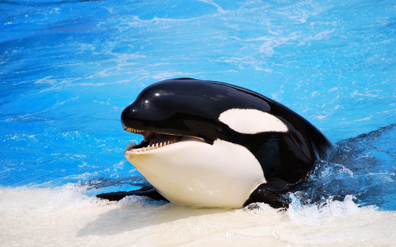 animal themes, animal, one animal, animal wildlife, sea, outdoors, mouth open, black, orca, water, mouth, underwater, nature, aggression, animal teeth