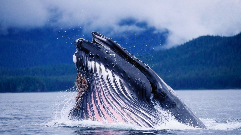 head, aquatic mammal, sea, pacific Ocean, tail Fin, wildlife, animal themes, dolphin, vertebrate, large, one animal, animal Fin, cetacea, animal body part