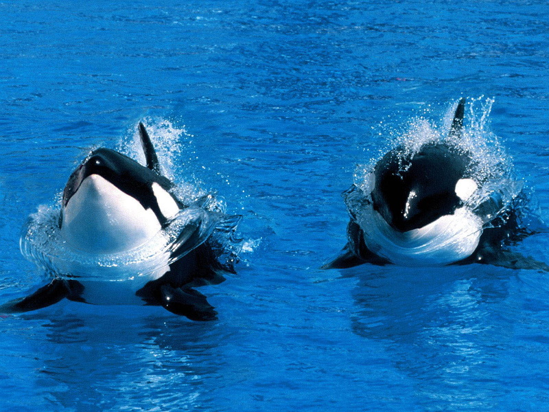 720P, killer Whales, water, whale, ocean, orcas