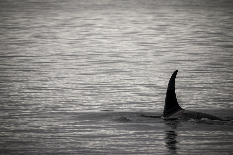 no people, killer whale, animal wildlife, water, 5K, waterfront, fin, marine, animals in the wild, whale, outdoors, united states, aquatic mammal, animal