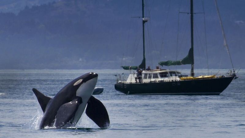 ship, whale, orca, killer, 1080P, yacht, boat
