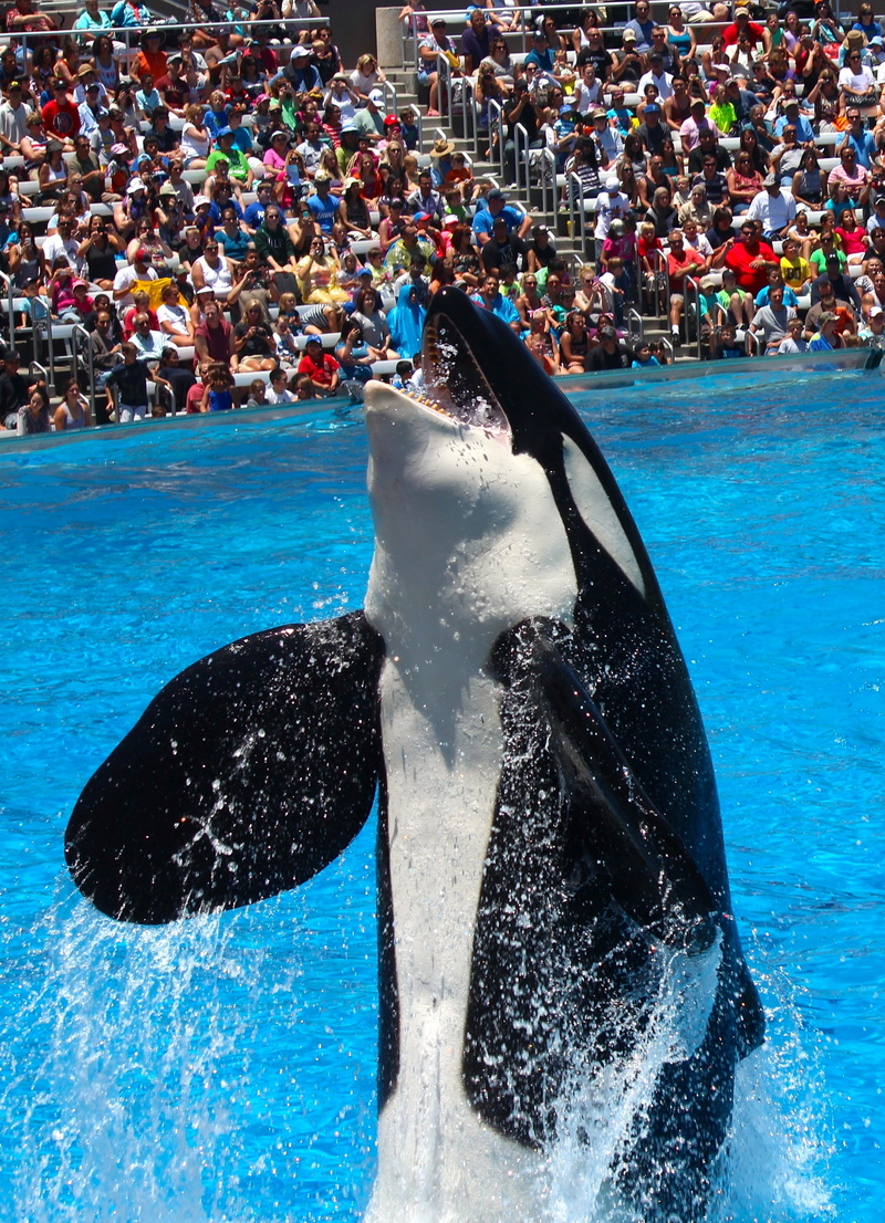 killer, ocean, crowd, motion, killer whale, water, aquatic mammal, swimming pool, animals in the wild, animal themes, people, spectator, underwater, surrounded