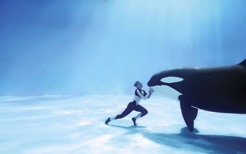 Whale, Animal, Killer Whale, 720P