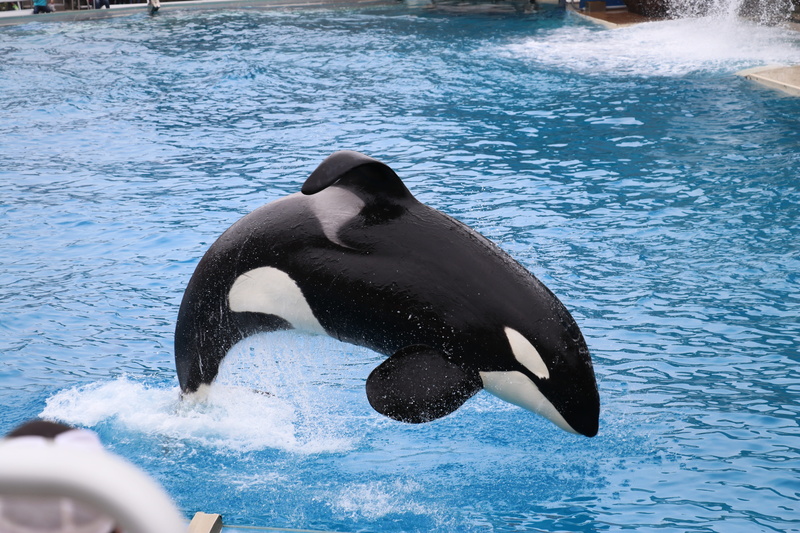 no people, 5K, underwater, mammal, water, sea, splashing, day, motion, wildlife, killer whale, jumping, sea world, outdoors, swimming pool, animal, dolphin
