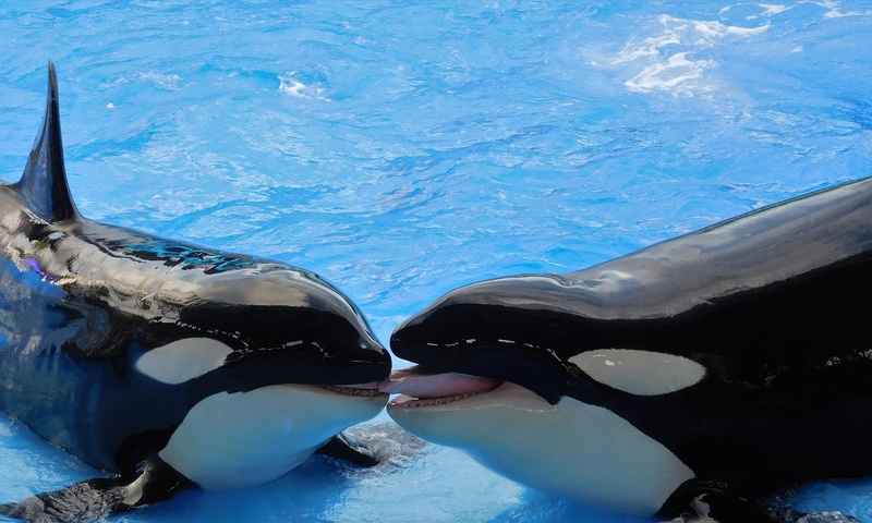 water, animals, white, animal themes, whales, cold temperature, 4K, killer whales, two, black, swimming pool, swimming, orcas, marine, mammal, sea, pool