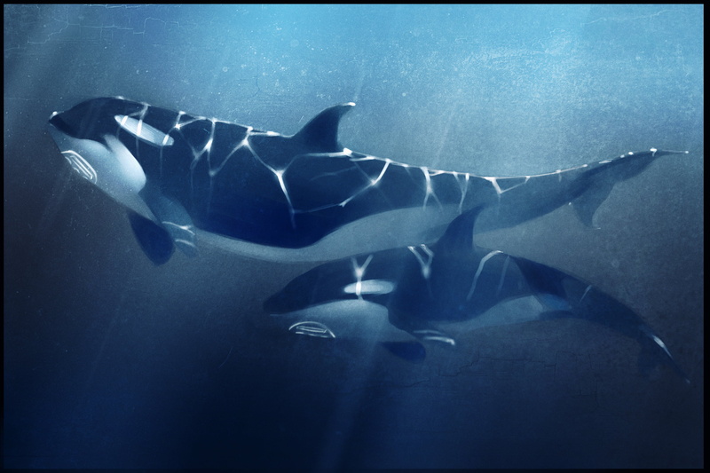 blue, animals In The Wild, swimming Animal, no people, scuba Diving, sea Life, vertebrate, undersea, marine, swimming, animal wildlife, 2K, whale, nature