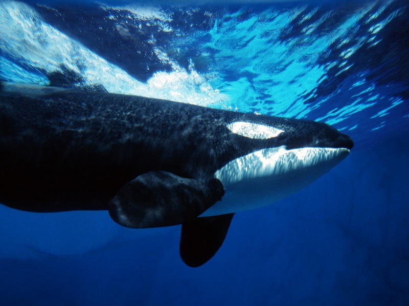 Orca, Whale, 720P, underwater