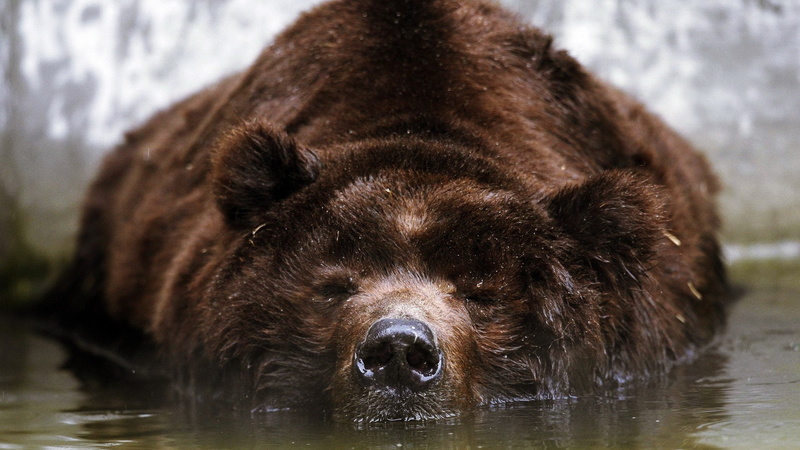oso-animales-naturaleza, 2K