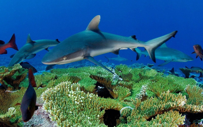 arrecife, coral, animales, tiburon, 720P