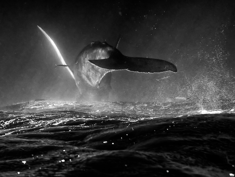 action, splashing, nature, underwater, water, sea, whale, wave, 2K, sport, photography