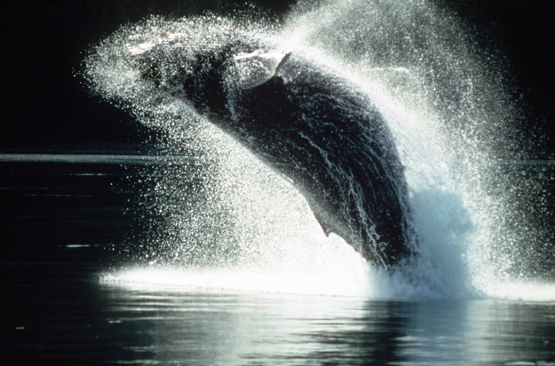 underwater, water, no people, animal wildlife, jumping, motion, nature, humpback whale, one animal, animal themes, spray, whale, cetacean, wave, 1080P