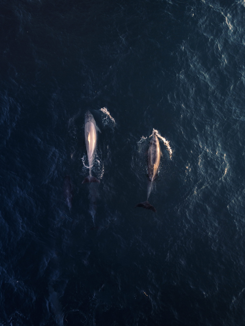 animal, daytime, dolphins, no people, high angle view, animal wildlife, swimming, sea life, ocean, 4K, whale, outdoors, one animal, marine, two, day, view