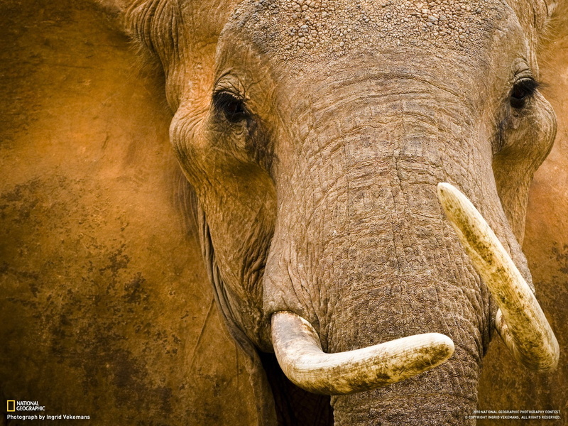 720P, animals, elephant, National Geographic
