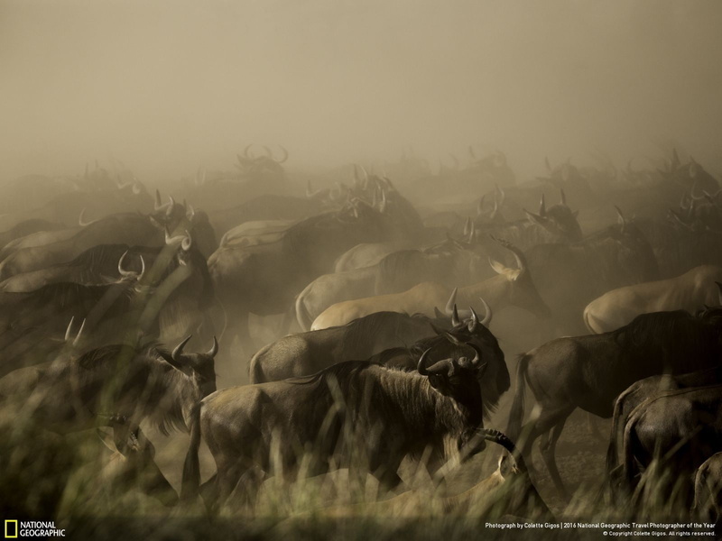 no people, vertebrate, land, livestock, environment, animals in the wild, group of animals, animal, animal themes, mammal, herbivorous, animal wildlife
