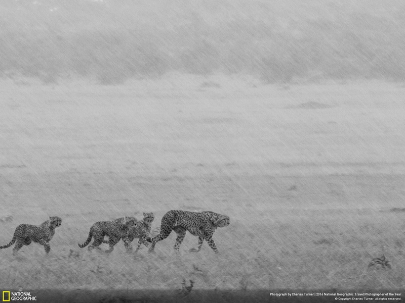 cheetah, animals in the wild, landscape, nature, animal themes, big cat, no people, cat, animals, mammal, animal, feline, climate, scenics - nature, land