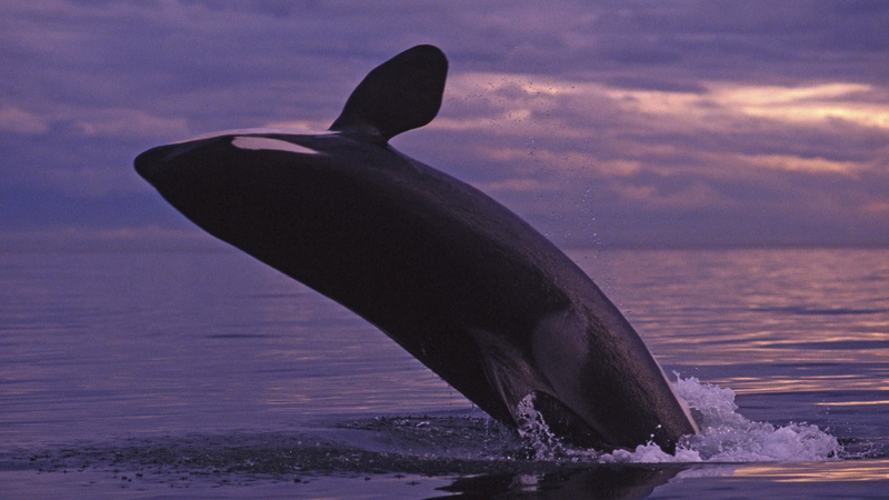whales, 1080P, orca, islands, washington