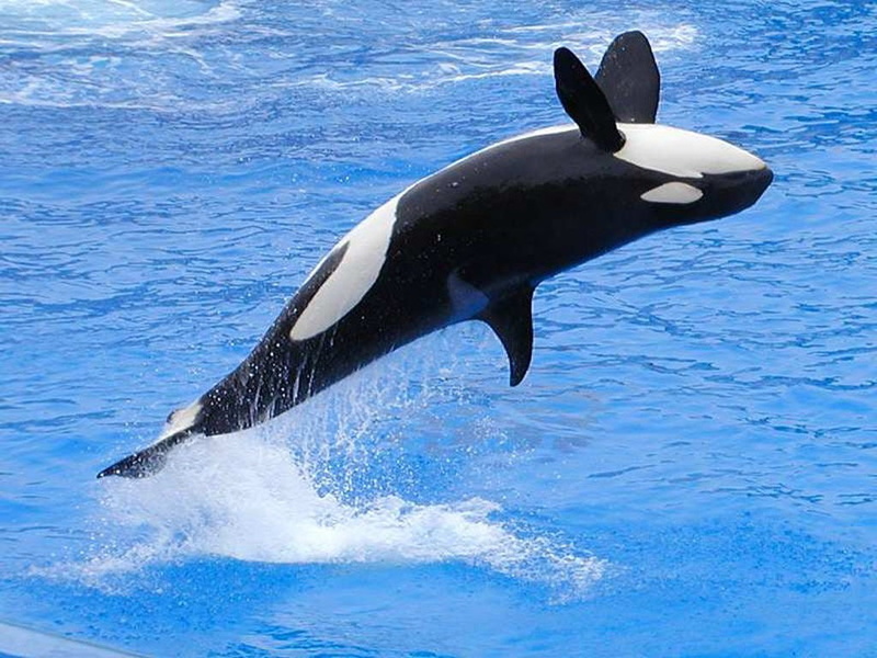 no people, 480P, animal wildlife, outdoors, motion, mammal, orca jumping animals, nature, jumping, animal, marine, aquatic mammal, sea, water, underwater