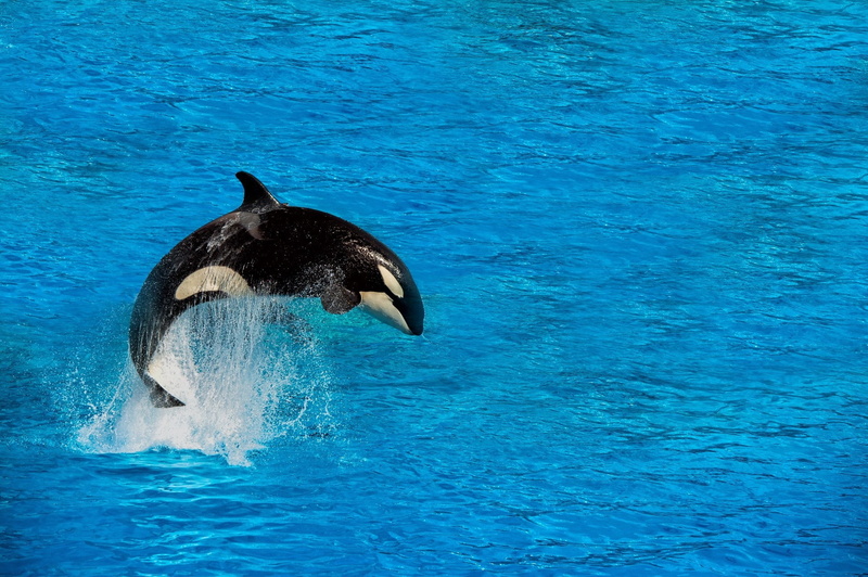 orca, 1080P