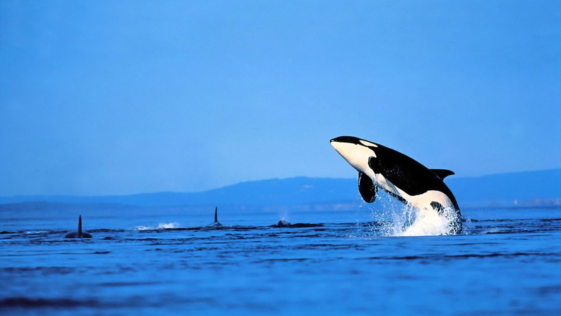 waterfront, nature, beauty in nature, water, outdoors, marine, sea, Animal, Whale, one animal, sky, 1080P, animals in the wild, no people, vertebrate
