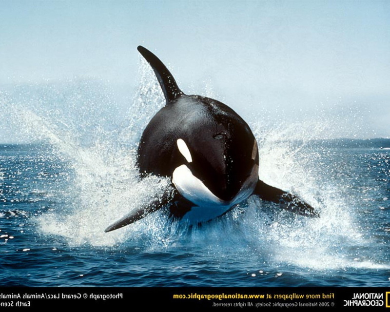 dolphin, mammal, one animal, sea life, outdoors, animals orca splashes national geographic, sea, water, marine, 720P, nature, animal themes, aggression