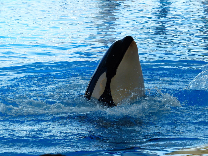 marine, swimming, showing, orca, mammal, fin, orka, sea life, animal, outdoors, wal, water, animal themes, swimming pool, one animal, animal wildlife, animals in the wild